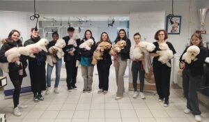 Concours MAF en Toilettage