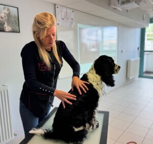 Formation massage canin bien-être